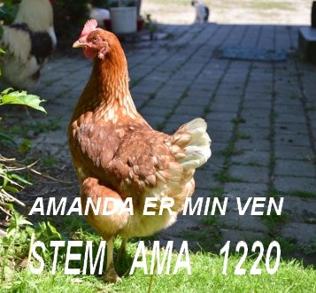 Amanda
